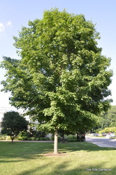 Acer saccharum 'Bonfire' — photo 2